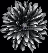 Afbeelding op acrylglas - Dahlia Zwart-Wit