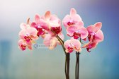 Afbeelding op acrylglas - Orchidee