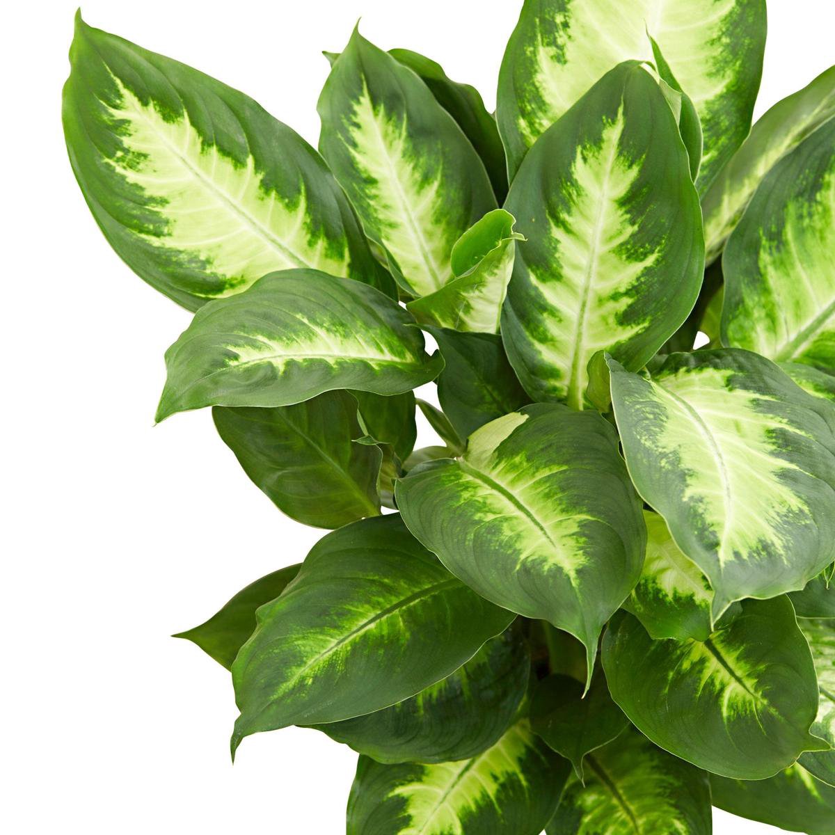 dieffenbachia