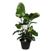 Strelitzia 'Nicolai' Paradijsvogelplant - ↑ 90-100cm - Ø 19cm