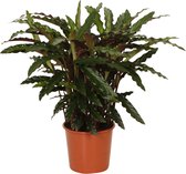 Calathea 'Rufibarba Elger Grass' -  Luchtzuiverende Calathea - Kamerplant - ↑ 60-70cm - Ø 17cm