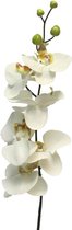 Kunstbloemen En Overige - Phaleanopsis 'milan' Cream 78cm