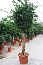 Ficus 'Nitida' 290-300cm - 300 cm Ficus vlechtstam potmaat 60 cm