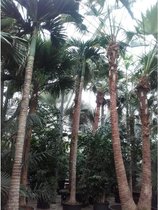 Areca catechu - Betelpalm 690-700cm - Dwergpalm