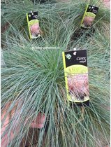 Carex - Zilvergrijs Siergras 17-30cm