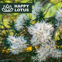 Close-up van bloeiende theeboom takken met witte pluizige bloemen.