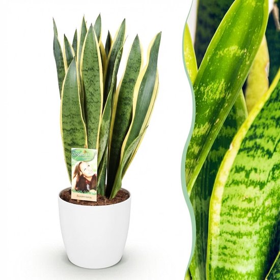 Green BoutiQ - Kamerplanten - Sansevieria Laurentii - Vrouwentong - Weinig onderhoud - Groen - 1 Plant - met Potter Wit - Pot 21cm - Hoogte 70-80cm