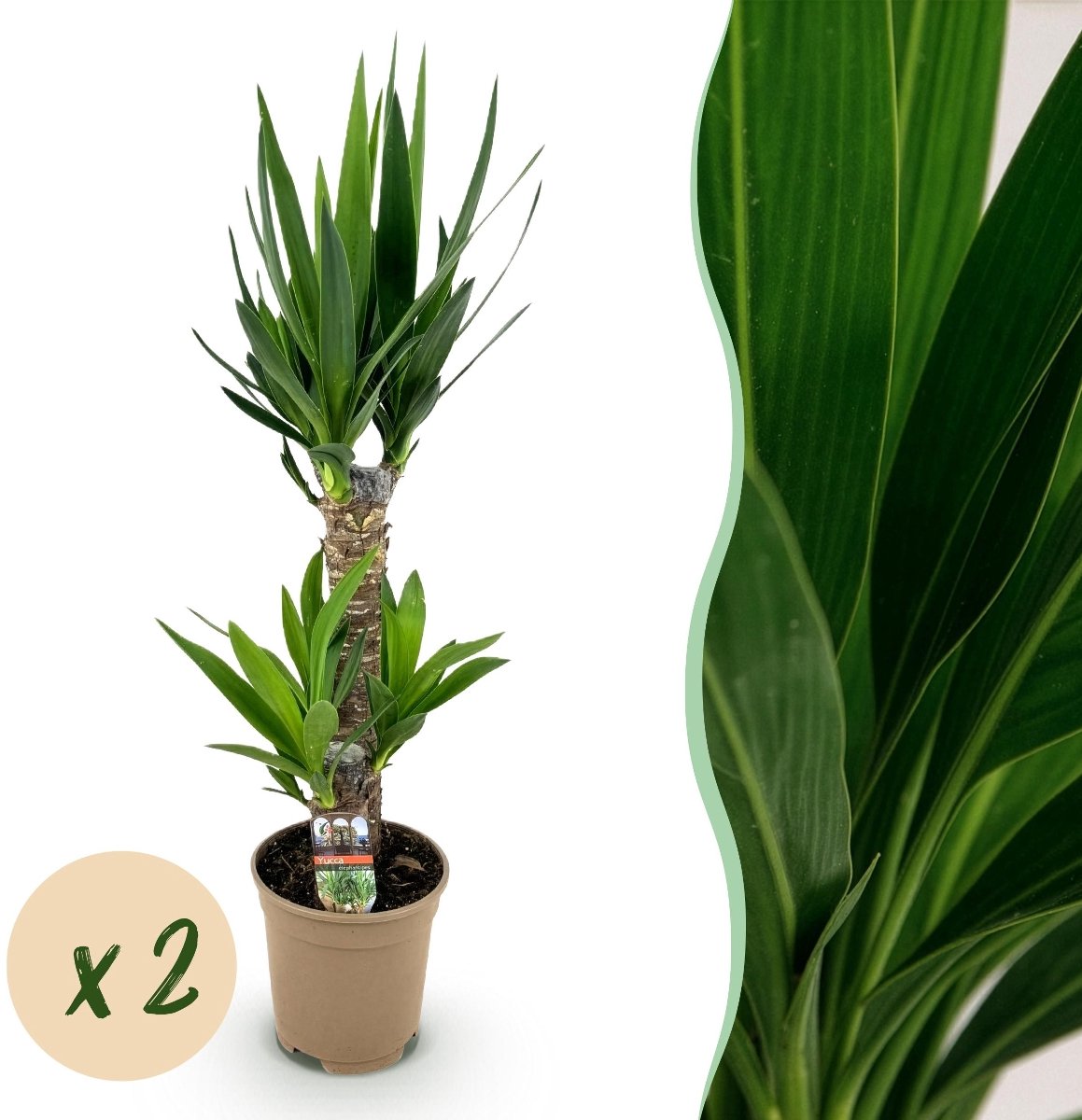Green boutiQ - Kamerplant - Yucca elephantipes - Yucca - Weinig onderhoud - Groen - 2 - Pot 17cm - Hoogte 75cm
