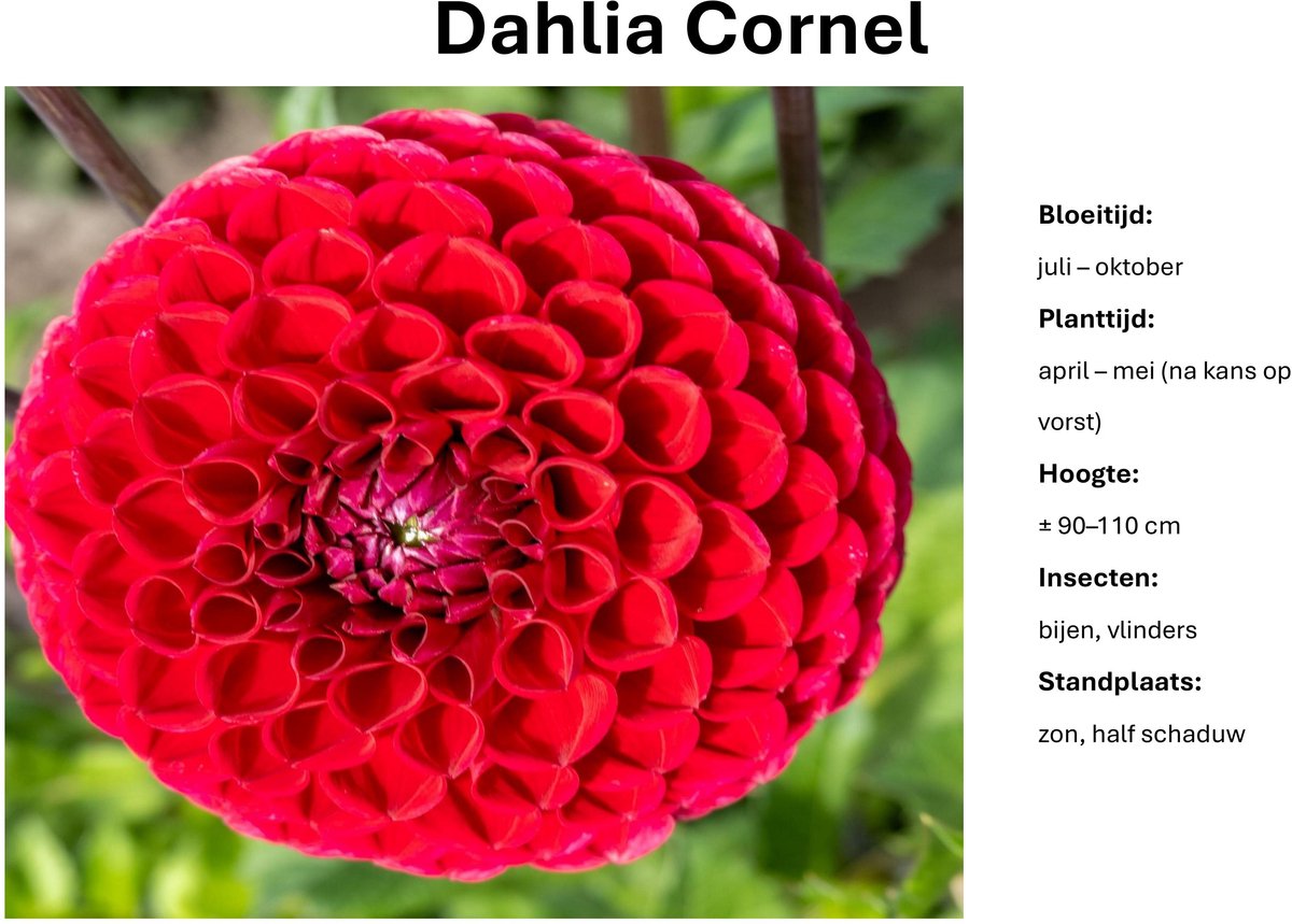 Dahlia knollen - Cornel - Donkerrode Dahlia - 3 knollen