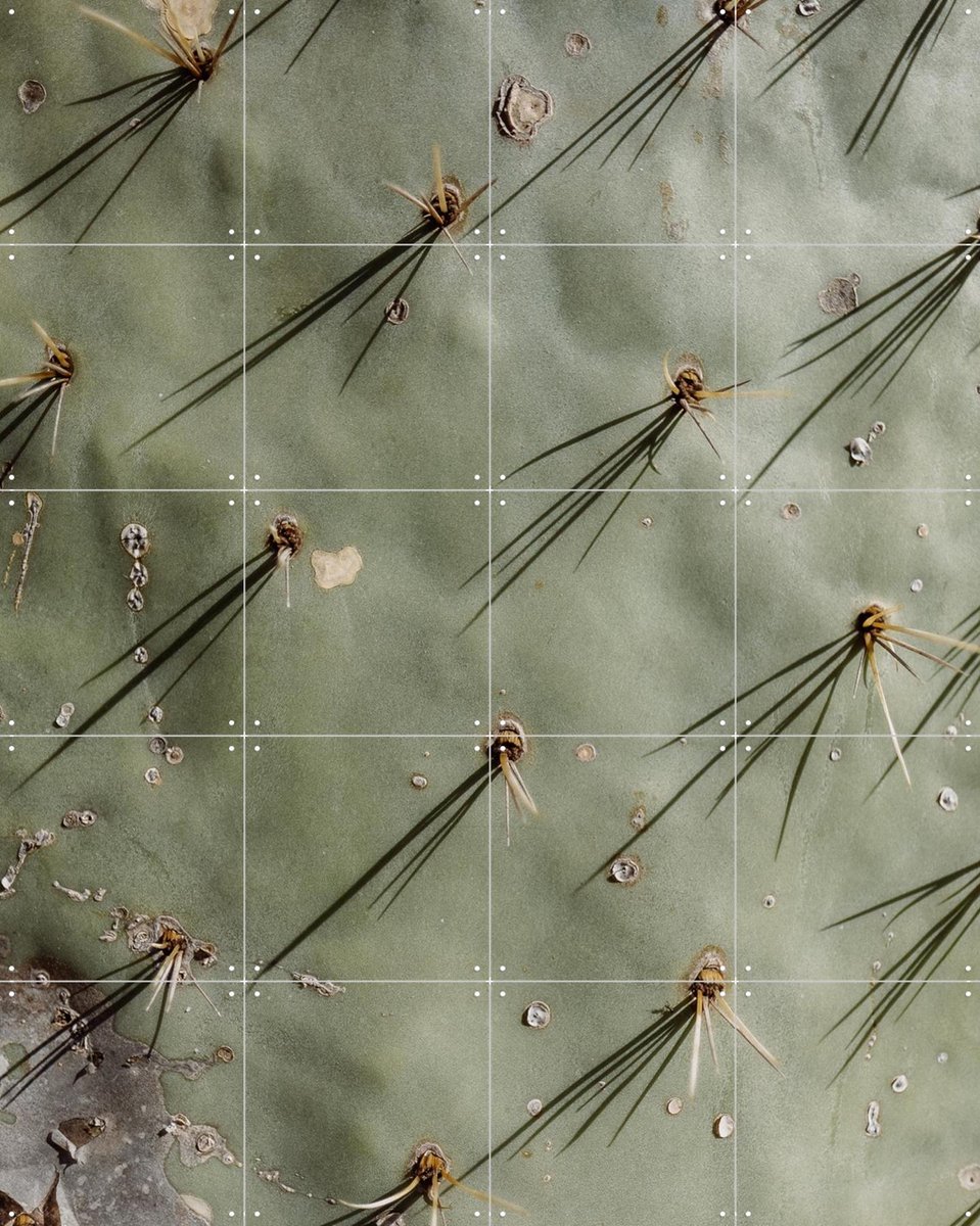 IXXI Cactus Zoom, Chris Abatzis - 80 x 100 cm - Gratis ophangtool - Grote wanddecoratie en posters - Naturalisme, Fotografie, Woonkamer, Mancave