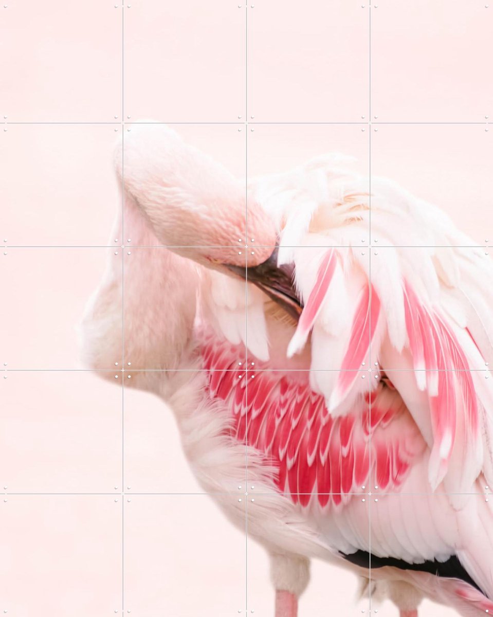 IXXI Pink Flamingo, Ingrid Beddoes - 80 x 100 cm - Gratis ophangtool - Grote wanddecoratie en posters - Fotografie, Kleurrijk, Badkamer, Slaapkamer