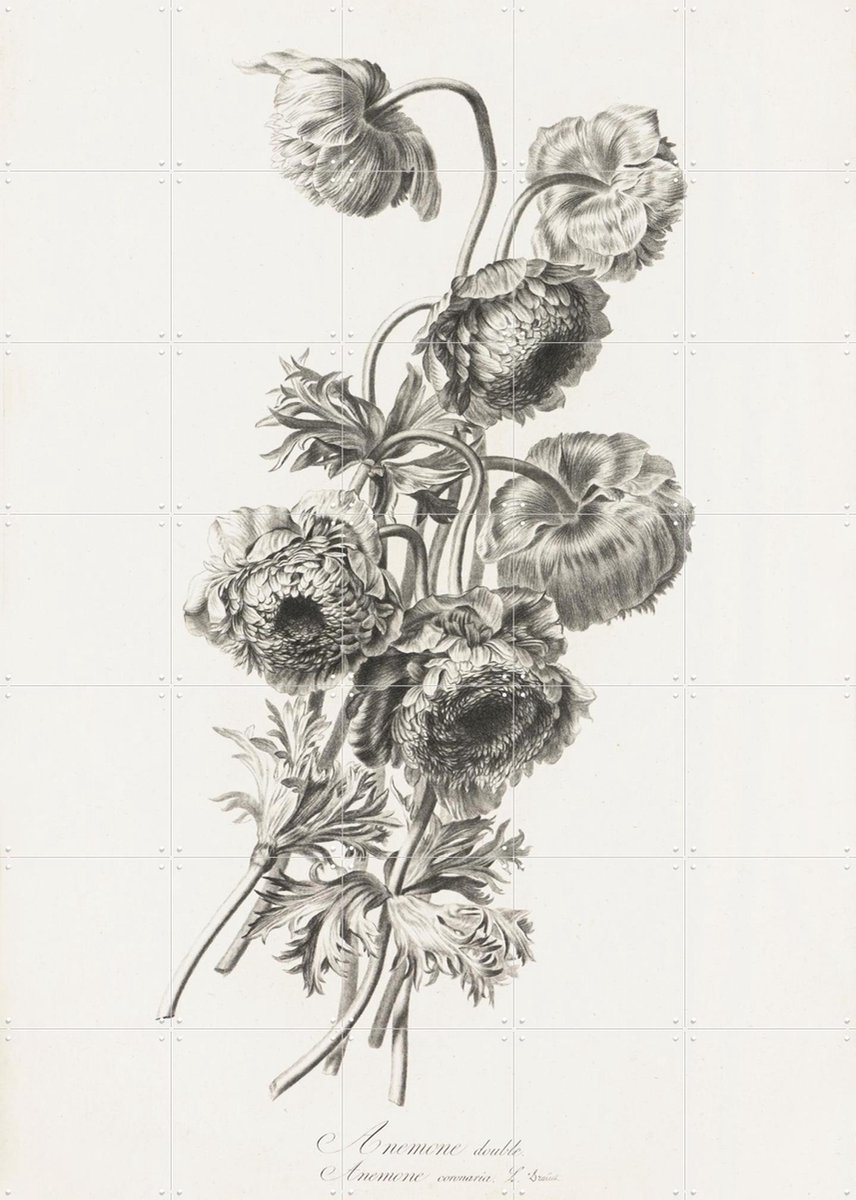 IXXI Anemoon, Pierre François Legrand & Het Noordbrabants Museum - 100 x 140 cm - Gratis ophangtool - Grote wanddecoratie en posters - Klassiek