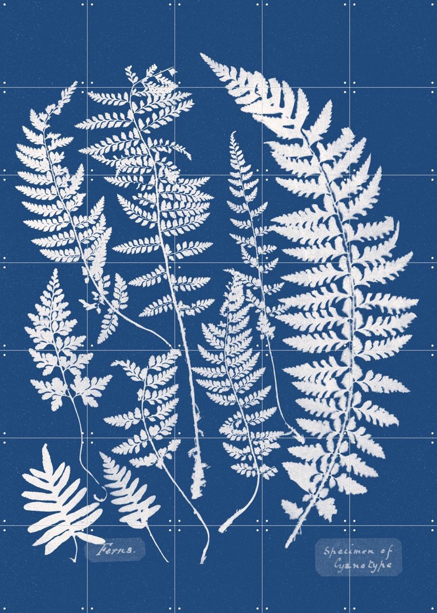IXXI Specimen of Cyanotype - Ferns, Aster Edition - 100 x 140 cm - Gratis ophangtool - Grote wanddecoratie en posters - Houtsnede, Kleurrijk, Vintage