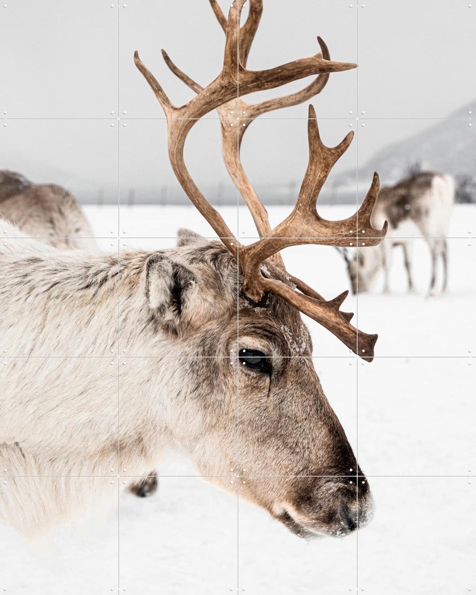 IXXI Reindeer in Norway, Henrike Schenk - 80 x 100 cm - Gratis ophangtool - Grote wanddecoratie en posters - Minimalisme, Fotografie, Naturalisme
