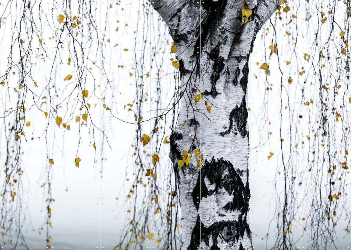 IXXI Birch Tree, Mareike Böhmer - 140 x 100 cm - Gratis ophangtool - Grote wanddecoratie en posters - Minimalisme, Fotografie, Woonkamer, Slaapkamer