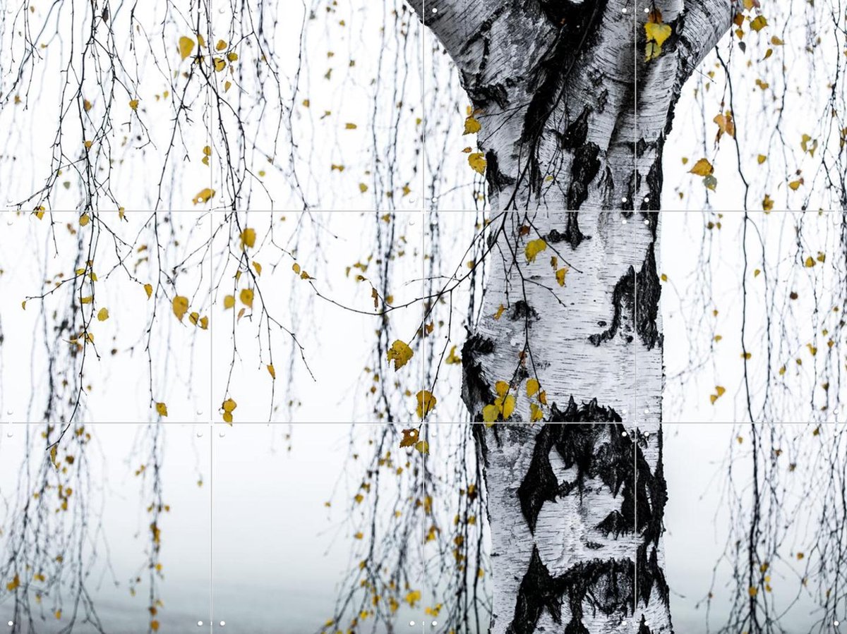 IXXI Birch Tree, Mareike Böhmer - 80 x 60 cm - Gratis ophangtool - Grote wanddecoratie en posters - Minimalisme, Fotografie, Woonkamer, Slaapkamer