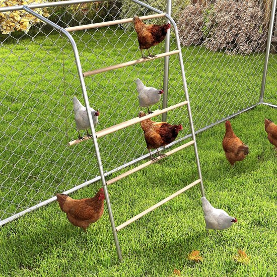 Zes kippen, bruine en witte, zitten en staan op een metalen en houten ladder in een omheinde ren met gras.