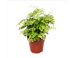 Adiantum Fragrans - Venushaar - Kamerplant - Luchtzuiverend