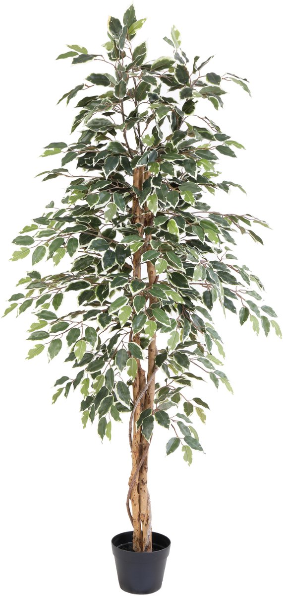 Florafy Kunstplant Ficus Benjamina Variegata 160cm - Kunstplanten voor binnen - Onderhoudsvrij Groen