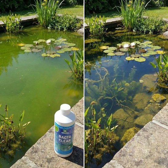 Voor en na foto van een vijver met waterlelies, met fles "BACTA CLEAR" ernaast.
