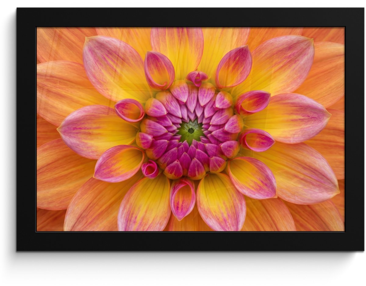 FrameYourWall Poster in lijst - Fotolijst 30x20 cm - Posters - Dahlia - Bloem - Oranje - Posterlijst zwart - Decoratie - Wanddecoratie woonkamer - Muurdecoratie slaapkamer
