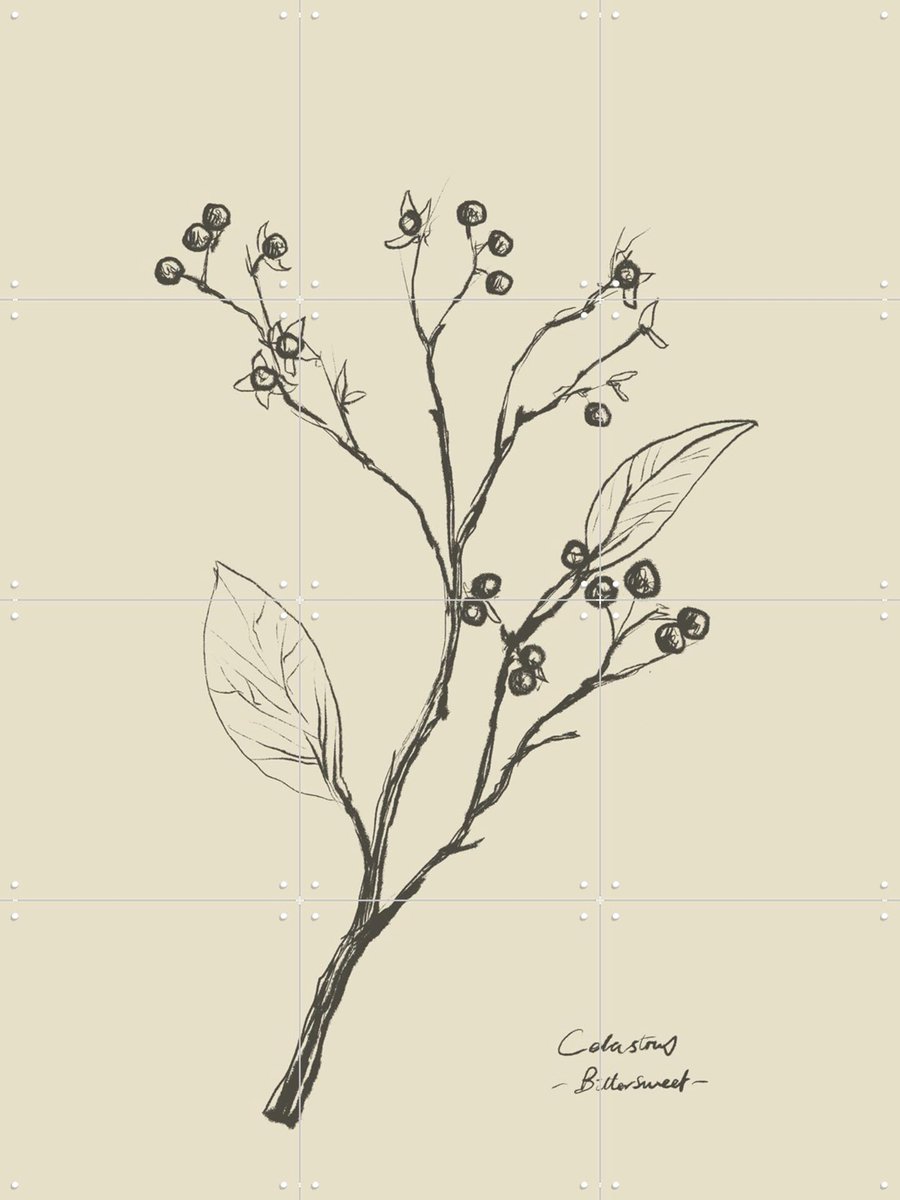 IXXI Floral 2, Dan Hobday & Various - 60 x 80 cm - Gratis ophangtool - Grote wanddecoratie en posters - Line art, Tekeningen, Minimalisme