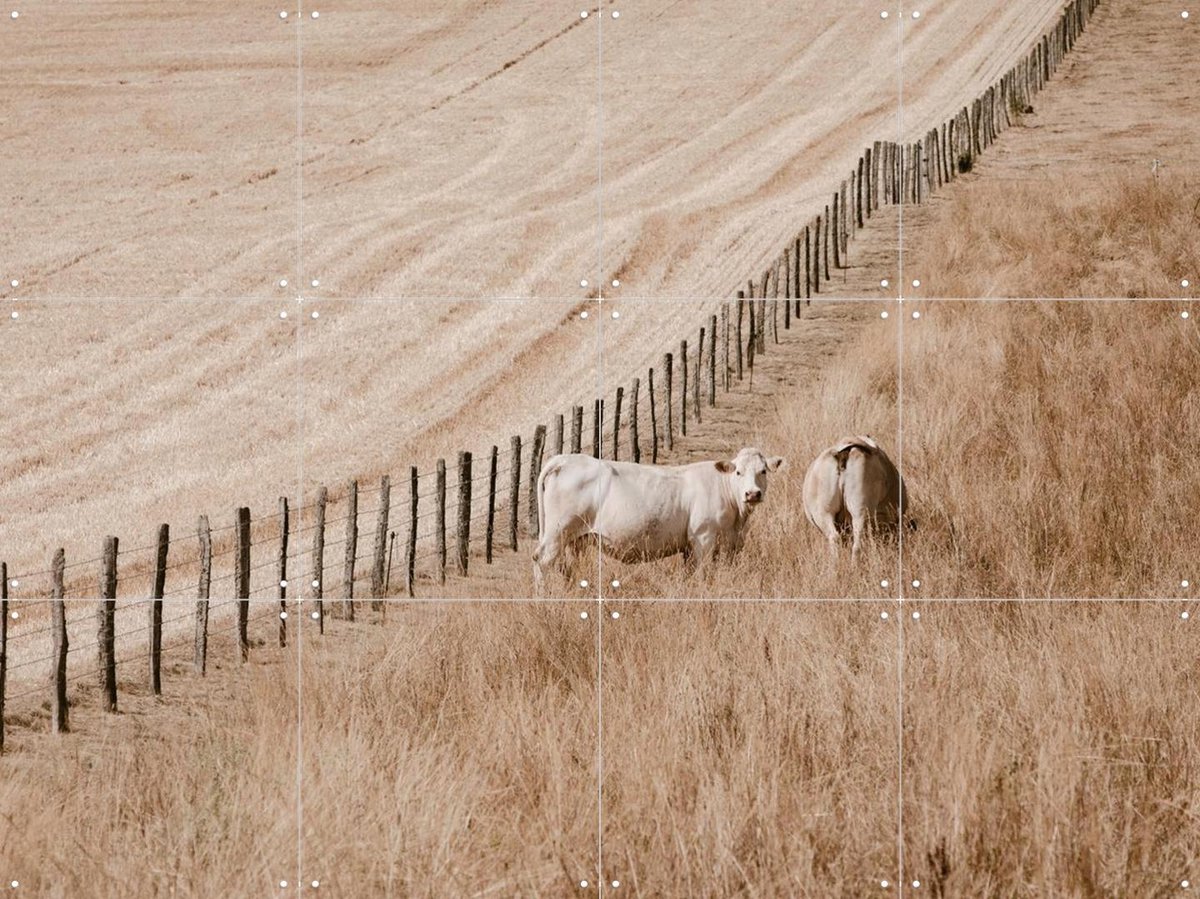 IXXI Cows on the Hill, Claire Droppert - 80 x 60 cm - Gratis ophangtool - Grote wanddecoratie en posters - Naturalisme, Fotografie, Realisme