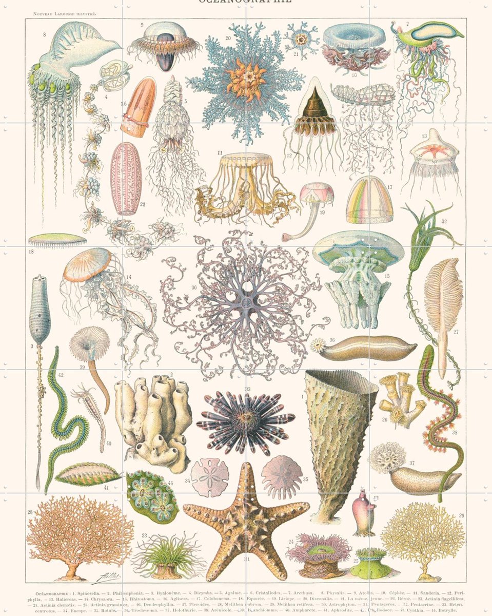 IXXI Oceanographie, Aster Edition - 80 x 100 cm - Gratis ophangtool - Grote wanddecoratie en posters - Vintage, Naturalisme, Illustraties, Woonkamer