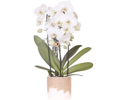 Kolibri Orchids | Witte Niagara Falls orchidee + Bloom sand sierpot – potmaat Ø12cm | bloeiende kamerplant – vers van de kweker