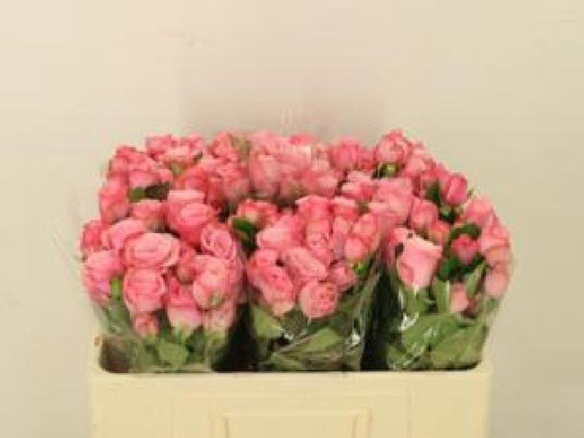 10x Rosa birds nest+ 50cm