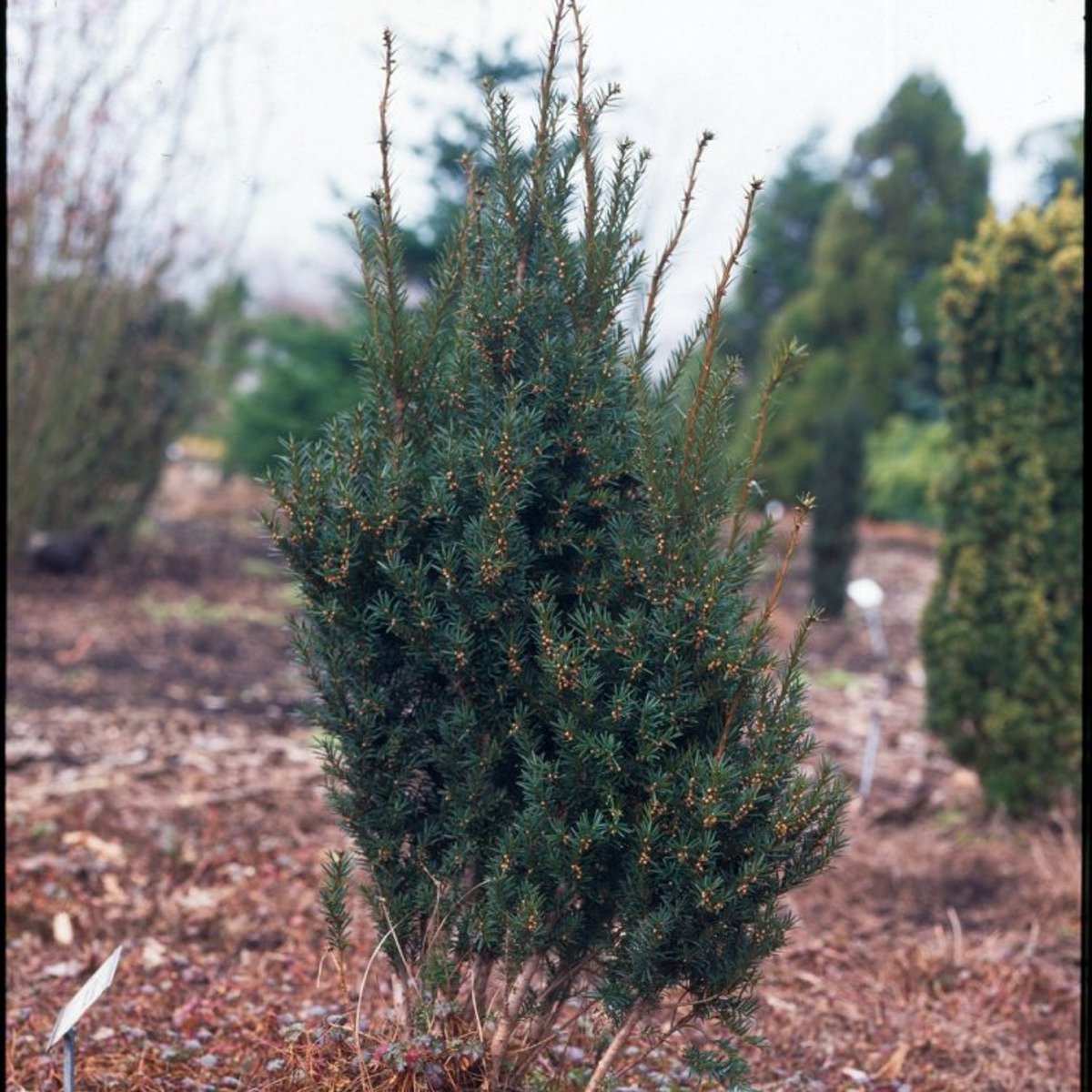 Plants Online BV - Planten - Haagplanten - Coniferen - Tuinplanten - Sier coniferen - Set van 1 - Taxus baccata 'Overeynderi'
