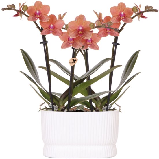 Kolibri Orchids | Orchideeënset Diabolo Twin White | 2× oranje Bolzano Ø9cm – incl. waterreservoir