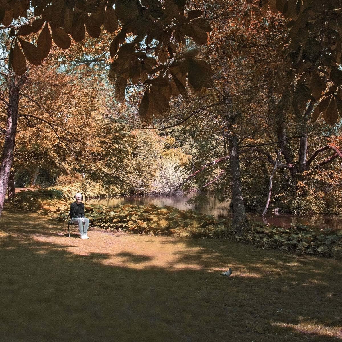 Muziekalbum - Unieke Nederlandstalige Indie Pop