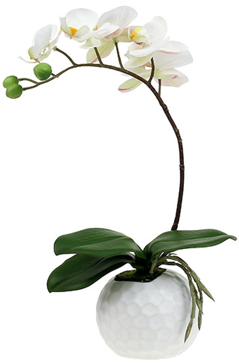 Phalaenopsis crème in keramieken pot 33cm