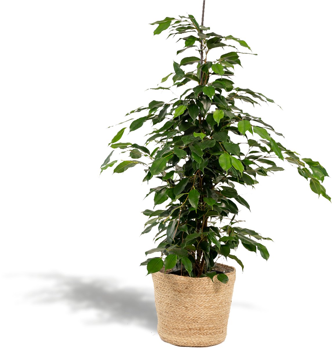 Ficus benjamina Danielle - Mand Selin