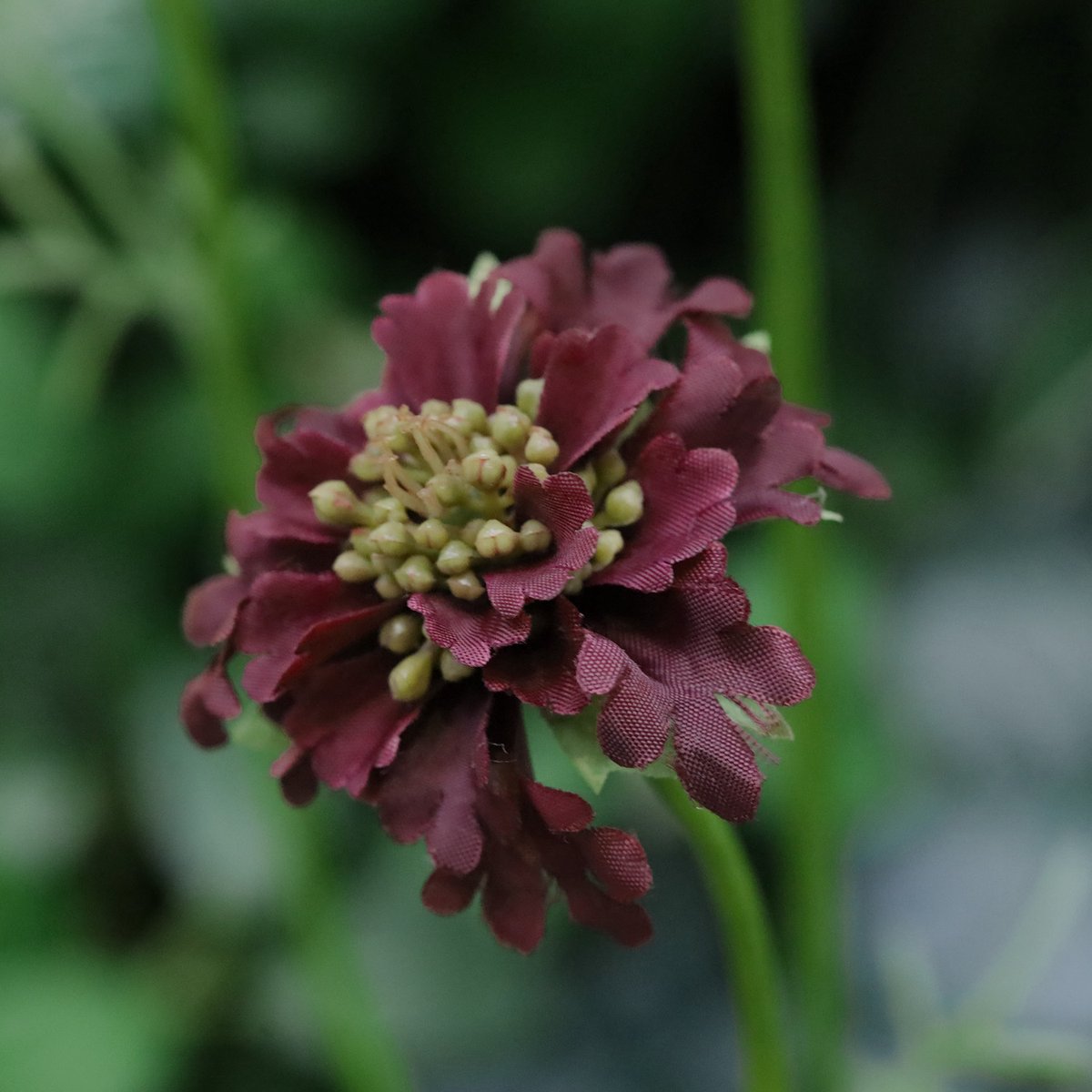 maxifleur Kunstplanten Scabiosa Kunstbloem 77cm D.Burgundy