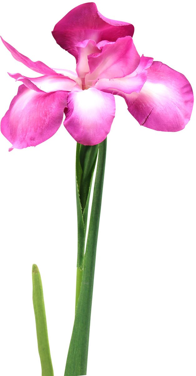 Iris kunstmatig Roze 78cm