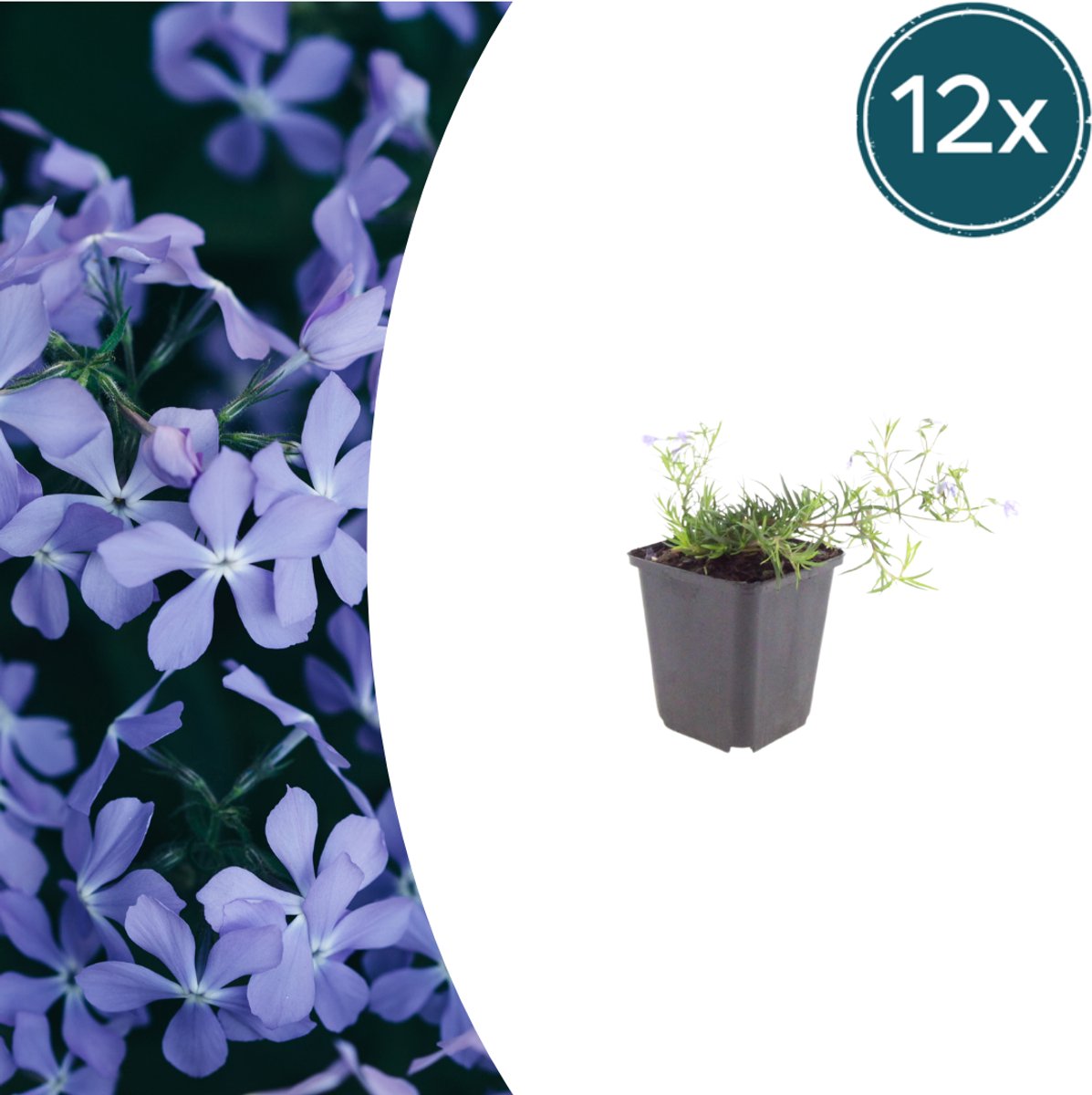 Tuinplantenshop.com | Phlox (S) 'Emerald Cushion Blue' | 12 stuks - Ø9cm - 10-25cm hoog - Tuinplant