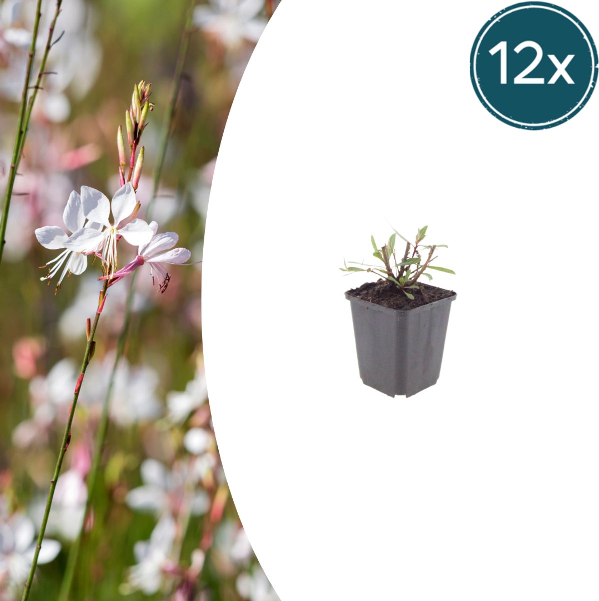 Tuinplantenshop.com | Gaura l. 'Whirling Butterflies' | 12 stuks - Ø9cm - 10-25cm hoog - Tuinplant