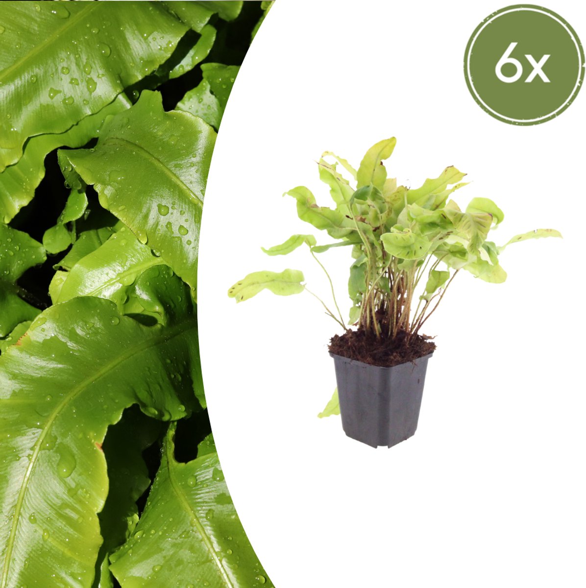 Tuinplantenshop.com | Asplenium scolopendrium | 6 stuks - Ø9cm - 10-25cm hoog - Tuinplant