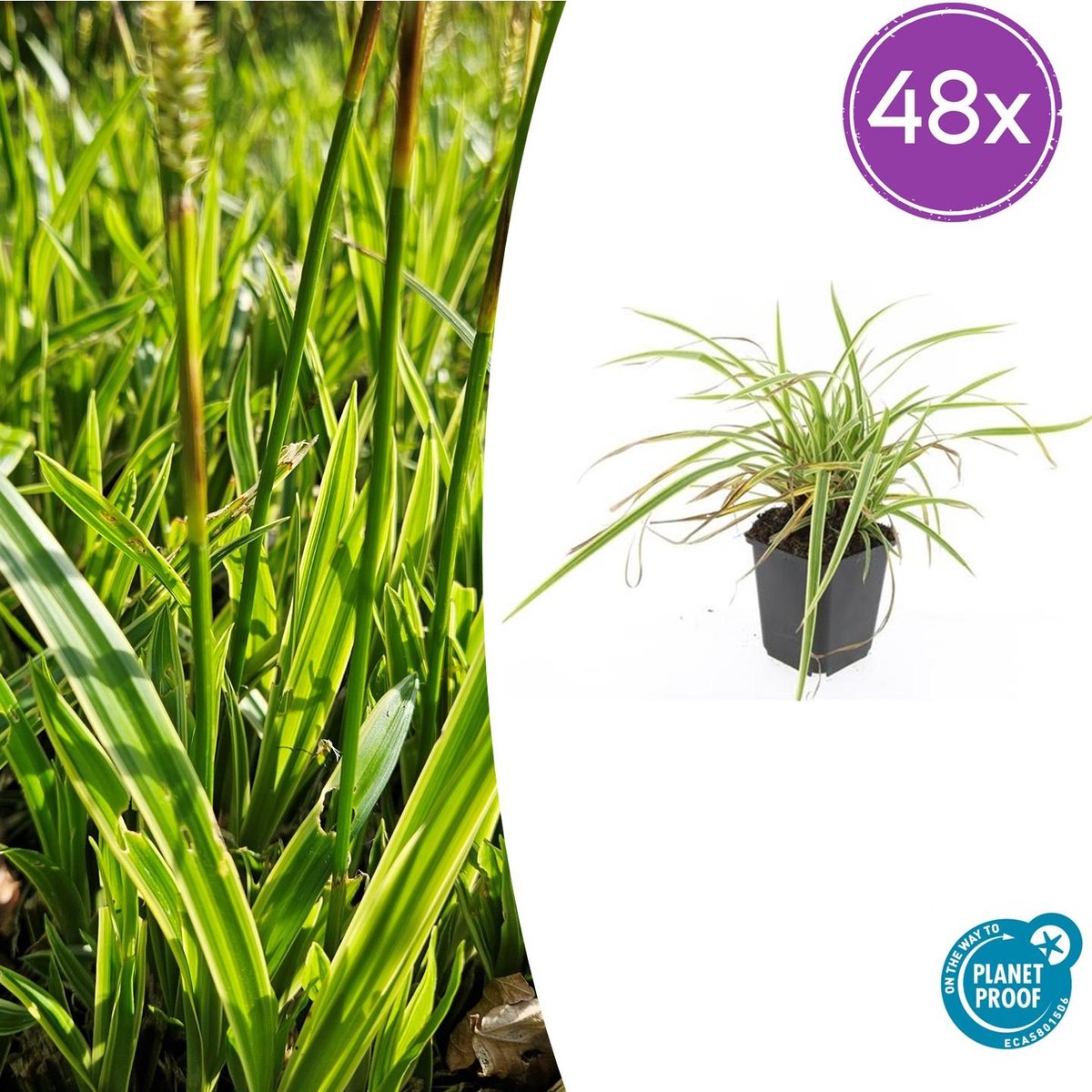 Tuinplantenshop.com | Carex morrowii 'Aureovariegata' | 48 stuks - Ø9cm - 10-25cm hoog - Tuinplant