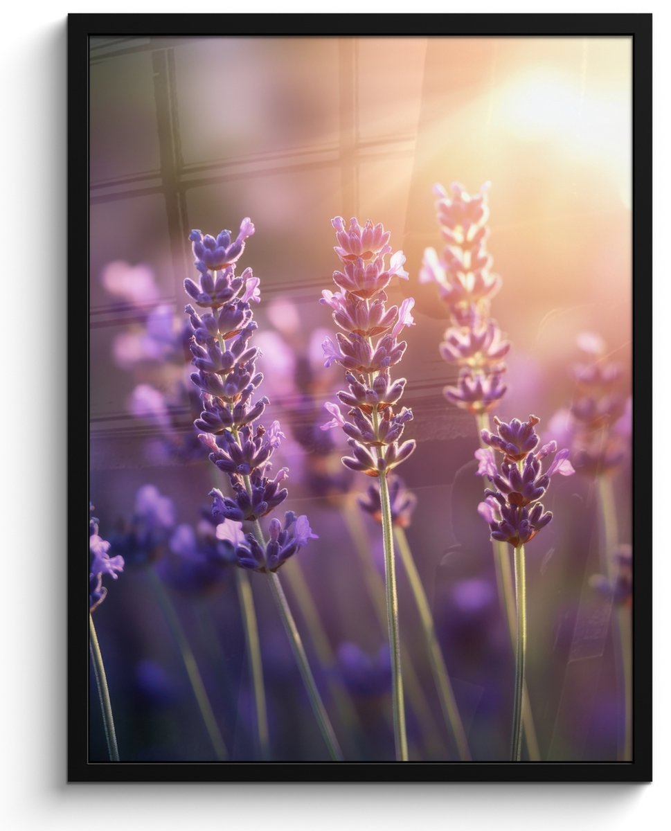 FrameYourWall Poster in lijst - Fotolijst 50x70 cm - Posters - Lavendelbloemen - Paars - Zonlicht - Posterlijst zwart - Decoratie - Wanddecoratie woonkamer - Muurdecoratie slaapkamer