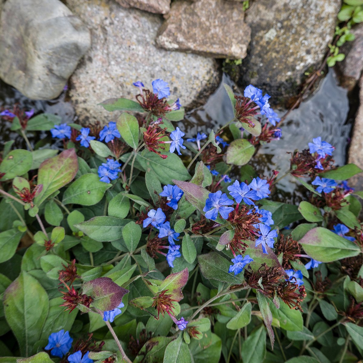 Bloomique - Set van 6 - Ceratostigma Plumbaginoides - Loodkruid - Tuinplanten - Vaste Plant - Rijkbloeiend - Winterhard - 10-20 cm hoog - Pot 9 cm