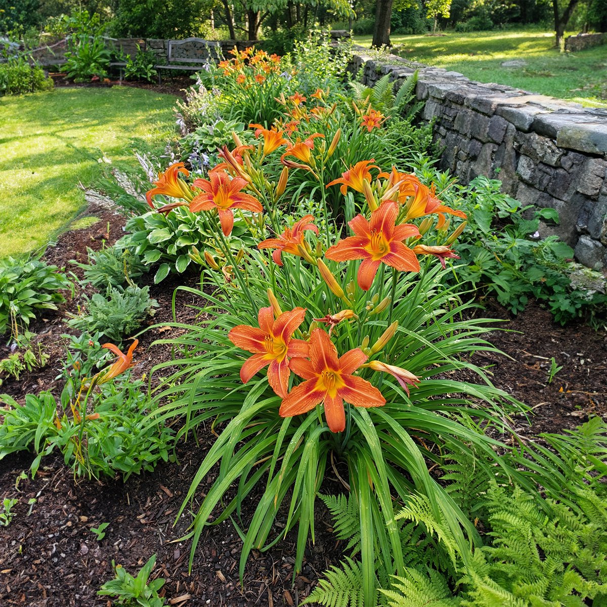 Bloomique - Set van 6 - Hemerocallis Sammy Russell - Daglelie - Rijkbloeiend - Winterhard - Vaste plant - 10-20 cm hoog - Pot 9 cm
