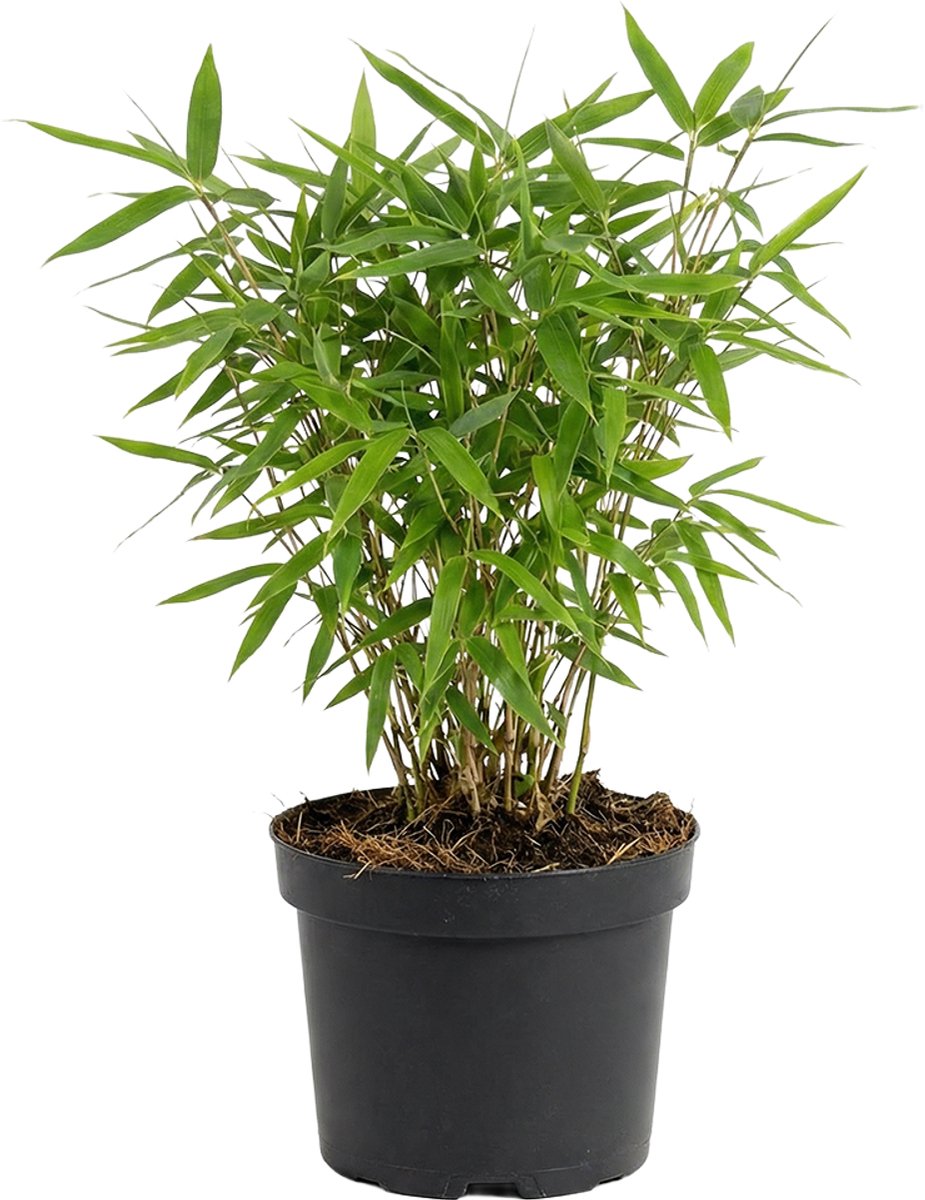 Bloomique - Fargesia Rufa - Bamboe Plant - Niet woekerend - Winterhard - Groenblijvend - Tuinplanten - Hoogte 20-40 cm - Pot 14 cm
