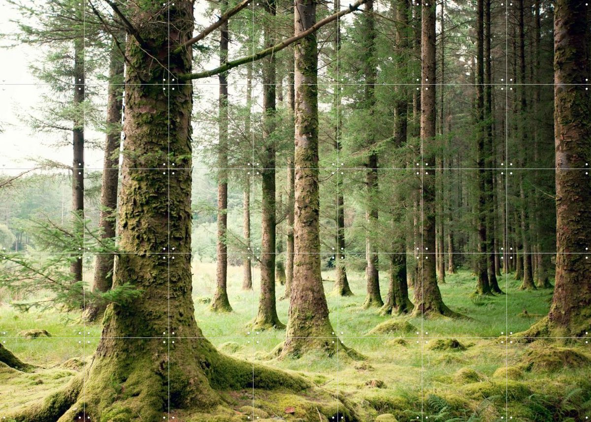IXXI Forest, Claire Droppert - 140 x 100 cm - Gratis ophangtool - Grote wanddecoratie en posters - Minimalisme, Fotografie, Naturalisme, Realisme