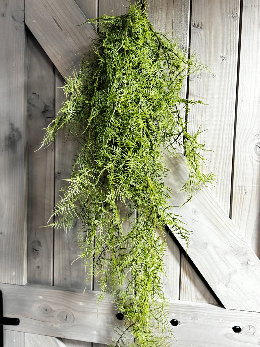 Monilophyta groen