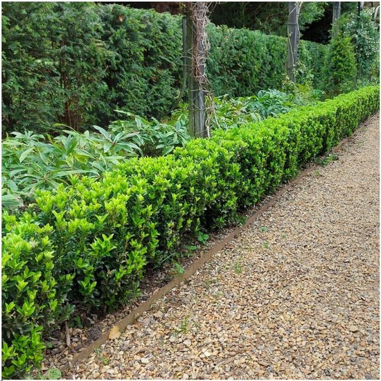 48 Groene Haagplanten voor Smalle, Dichte Groene Haag - Buxus Vervanger — afbeelding 3