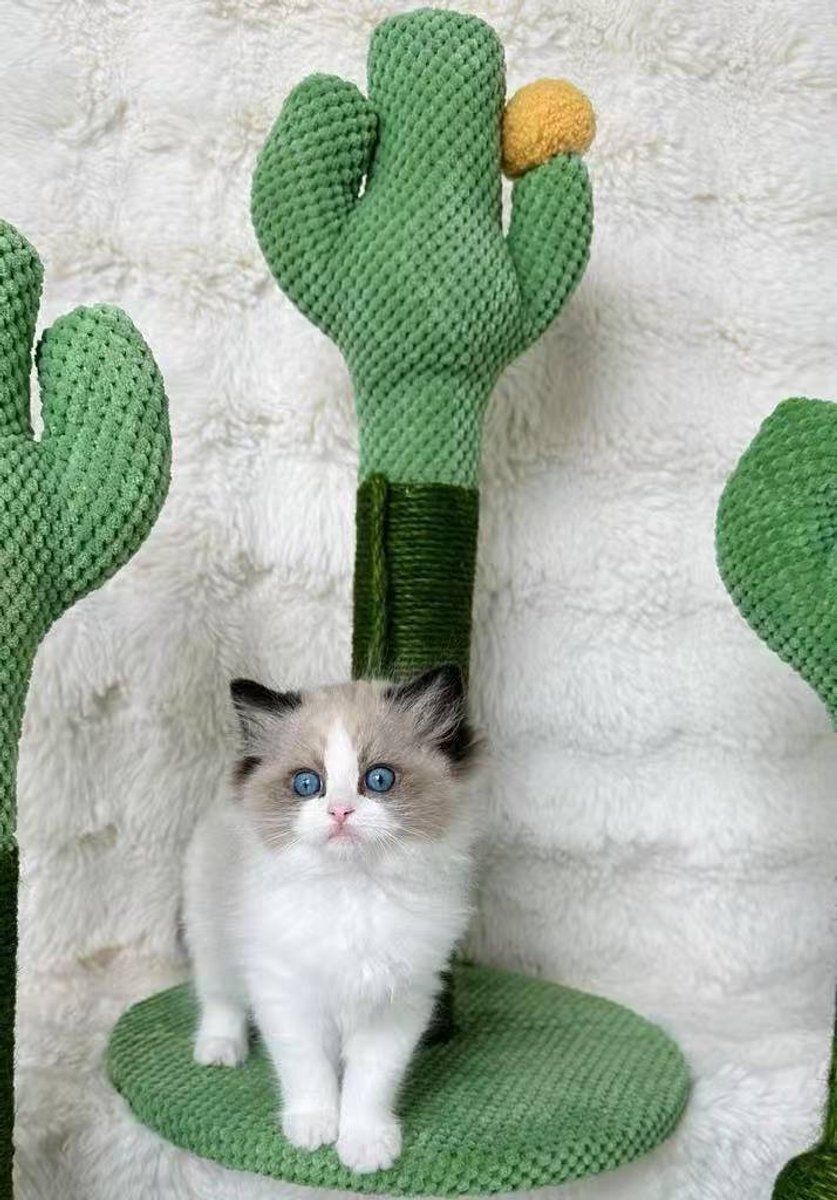 Huisdieren Krabpaal voor Katten Krabpaal Cactus Krabpaal Klein Krabpaaltje voor Katten Krabpaal Krabpaaltje Natuurlijke Sisal Krabpaal Stabiel 58 x 33 cm
