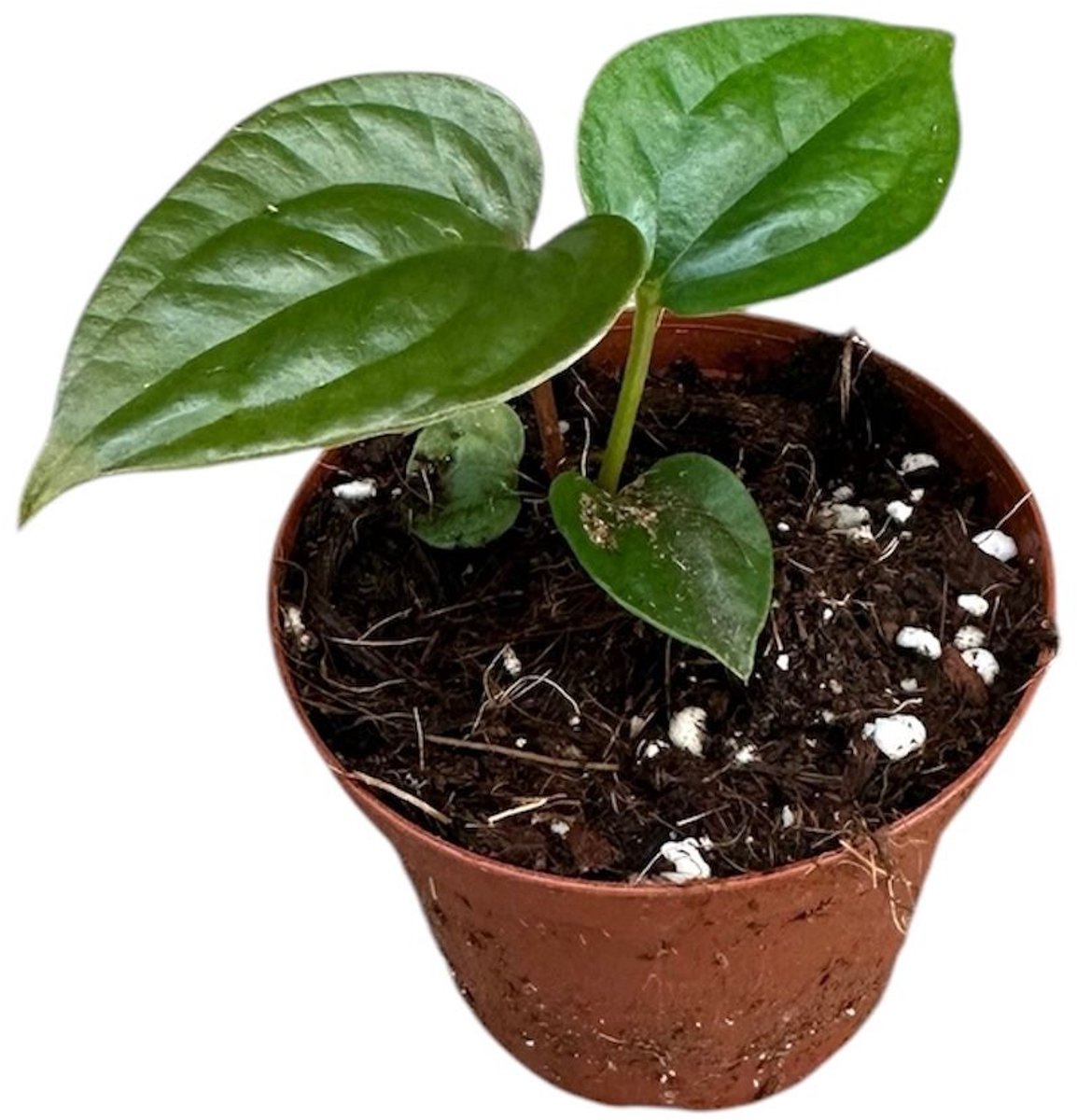 Anthurium Nigrolaminum Gigi X Luxurians Kamerplant Potmaat Ø9 cm |Vers Van De Kweker